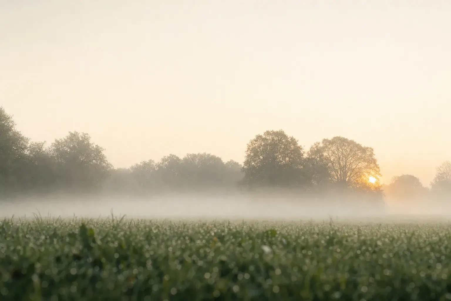 Wiese im Morgennebel mit aufgehender Sonne